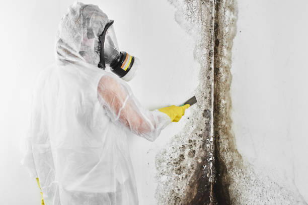 Biohazard Mold Removal in Basehor, KS